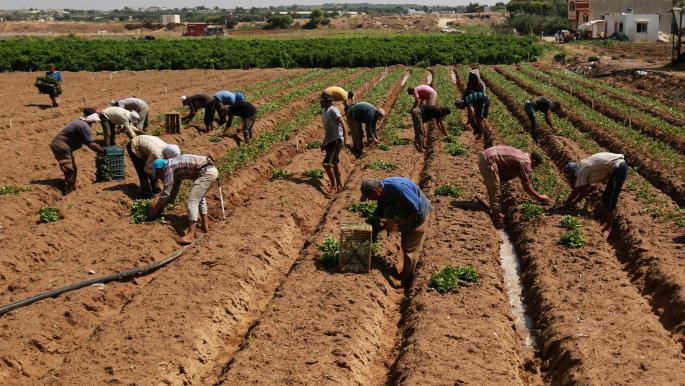 اتساع رقعة “الزراعة المكثفة” في غزة: محدودية في الأراضي ونقص بالمياه